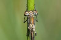 Lestes sponsa