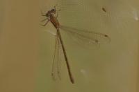 Lestes virens