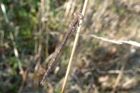 Sympecma fusca