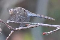 Sympetrum meridionale