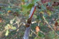 Sympetrum striolatum