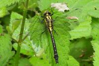 Gomphus vulgatissimus