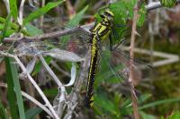 Gomphus vulgatissimus