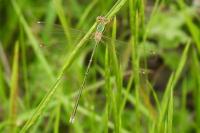Lestes barbarus