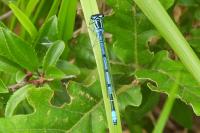 Coenagrion puella