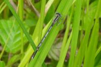 Platycnemis pennipes