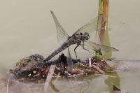 Orthetrum cancellatum
