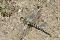 Gomphus pulchellus