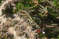 Orthetrum albistylum