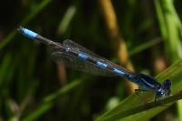 Coenagrion scitulum