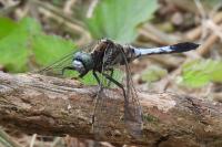 Orthetrum albistylum