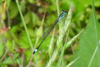 Ischnura elegans