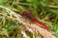 Crocothemis erythraea