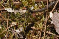 Orthetrum cancellatum