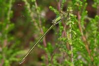 Lestes barbarus