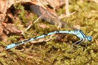 Enallagma cyathigerum