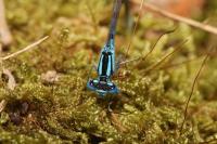 Enallagma cyathigerum