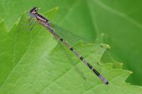 Enallagma cyathigerum