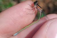 Ischnura elegans