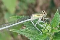 Platycnemis pennipes