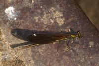 Calopteryx virgo