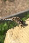 Sympetrum striolatum