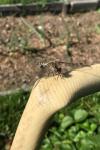 Sympetrum striolatum