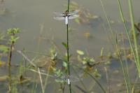 Libellula depressa