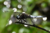 Libellula fulva