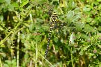 Cordulegaster boltonii