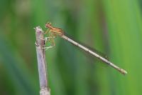 Platycnemis pennipes