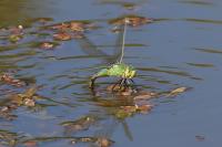 Anax imperator