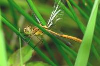 Sympetrum meridionale