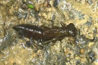 Aeshna affinis