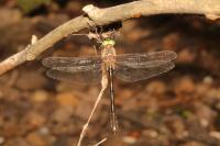 Oxygastra curtisii