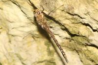 Aeshna mixta