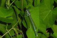 Platycnemis pennipes