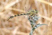 Onychogomphus forcipatus