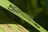 Ischnura elegans