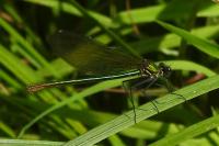 Calopteryx splendens
