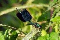 Calopteryx splendens
