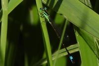 Ischnura elegans