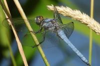 Orthetrum brunneum