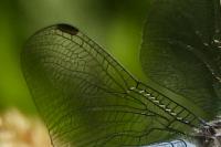 Orthetrum brunneum