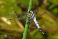 Orthetrum albistylum