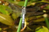 Orthetrum albistylum