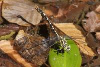 Onychogomphus forcipatus