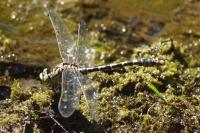 Onychogomphus forcipatus