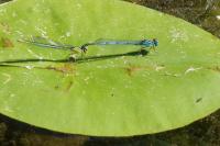 Platycnemis pennipes