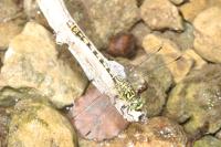 Onychogomphus forcipatus